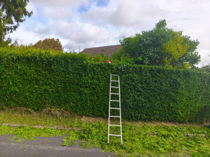 Photo de galerie - Taille de haie 