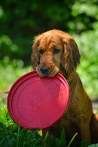 Photo de galerie - Garde chien