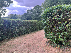 Photo de galerie - J’ai taillé la haie 