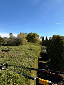 Photo de galerie - Taille d’une haie de cyprès 