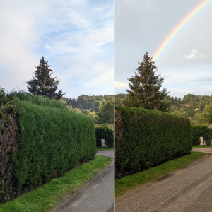 Photo de galerie - Taille de haies et d'arbustes