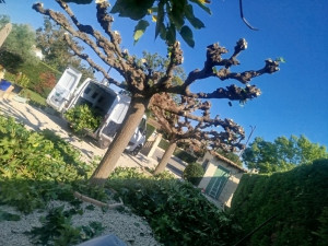 Photo de galerie - Elagage et coupe d'arbres
