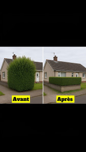 Photo de galerie - Taille de haies.