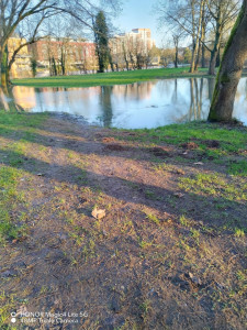 Photo de galerie - Balade en forêt avec enfants et chiens 