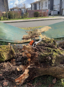 Photo de galerie - Elagage et coupe d'arbres