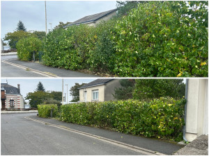 Photo de galerie - Taille de haies et d'arbustes