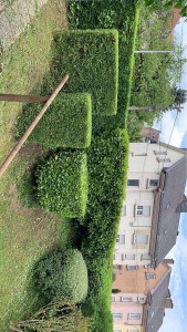 Photo de galerie - Taille de haies 