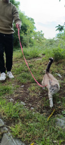 Photo de galerie - Garde chat