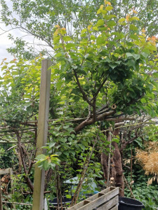 Photo de galerie - Jardinier
