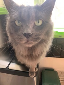 Photo de galerie - Garde animaux