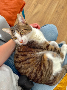 Photo de galerie - Garde chat