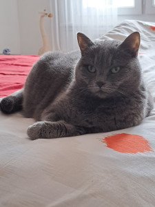 Photo de galerie - Mon chartreux Jazzie 