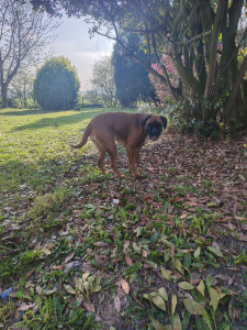 Photo de galerie - Pension canine LA  tribu d'Atlas 