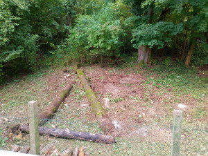 Photo de galerie - Elagage et coupe d'arbres