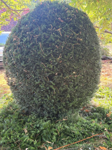 Photo de galerie - Après la taille de l’arbuste 