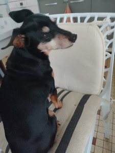 Photo de galerie - Garde chien