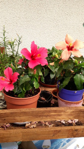 Photo de galerie - J aime jardiner