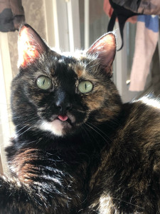 Photo de galerie - VOICI, VOILÀ…. LÉLÉ une boule à ronron ? elle sentent avec tout types d’animaux ! elle vie quotidiennement avec des chiens, d’autres chats et même une petite souris ? 