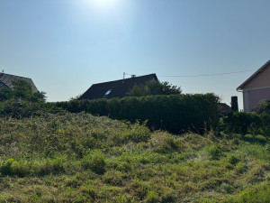 Photo de galerie - Taille de haies et d'arbustes