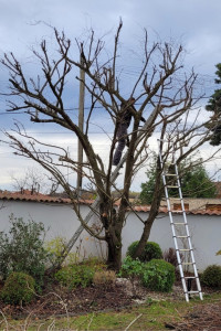 Photo de galerie - Taille et élagage d’arbres de taille moyenne
