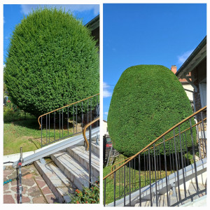 Photo de galerie - Taille de haies et d'arbustes