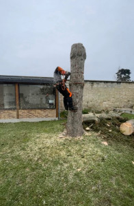 Photo de galerie - Abattage par démontage, arbre, difficile