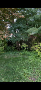 Photo de galerie - Tonte