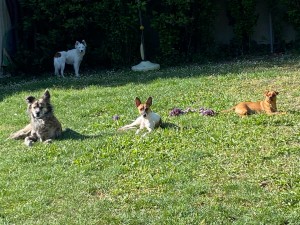 Photo de galerie - Journée  garde chiens au jardin 