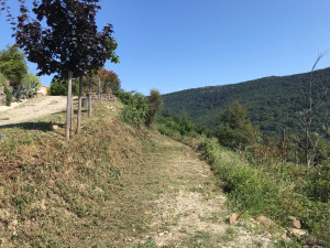 Photo de galerie - Tonte de pelouse - Débroussaillage