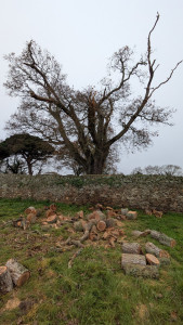 Photo de galerie - Elagage et coupe d'arbres