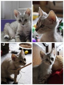 Photo de galerie - Garde animaux