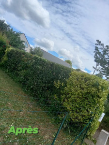 Photo de galerie - Taille de haies et d'arbustes