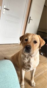 Photo de galerie - Chien labrador de 2 ans et demi