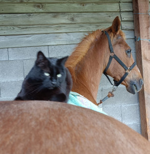 Photo de galerie - Quinoa mon cheval en DP.