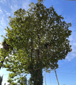 Photo de galerie - Elagage et coupe d'arbres