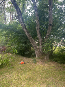 Photo de galerie - Abattage d’un arbre 
