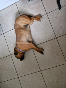 Photo de galerie - Garde vos  chien pendants vos absences