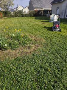 Photo de galerie - ? Tonte de pelouse 