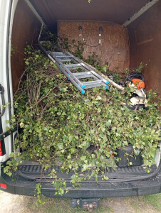 Photo de galerie - Elagage et coupe d'arbres