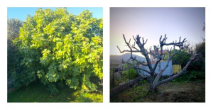 Photo de galerie - Elagage et coupe d'arbres