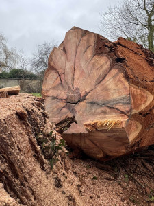 Photo de galerie - Elagage et coupe d'arbres
