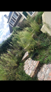 Photo de galerie - Tonte de pelouse - Débroussaillage