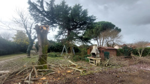 Photo de galerie - Etêtage de petits arbres