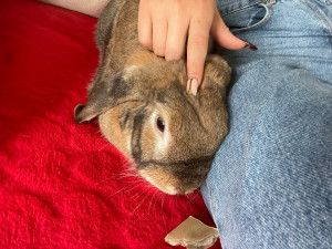 Photo de galerie - Cookie le lapin cajoleur 