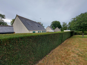 Photo de galerie - Taille de haie finie