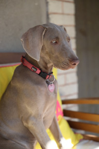 Photo de galerie - Garde chien
