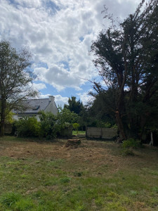 Photo de galerie - Abattage d’un eucalyptus 