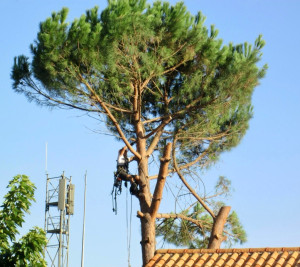 Photo de galerie - Élagage en hauteur avec matériel professionnel, en toute sécurité.