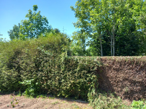 Photo de galerie - Entretien de haie 