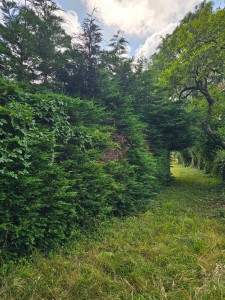 Photo de galerie - Elagage et coupe d'arbres